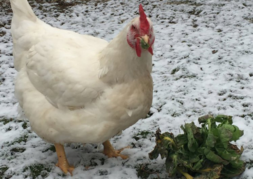 chicken -hen